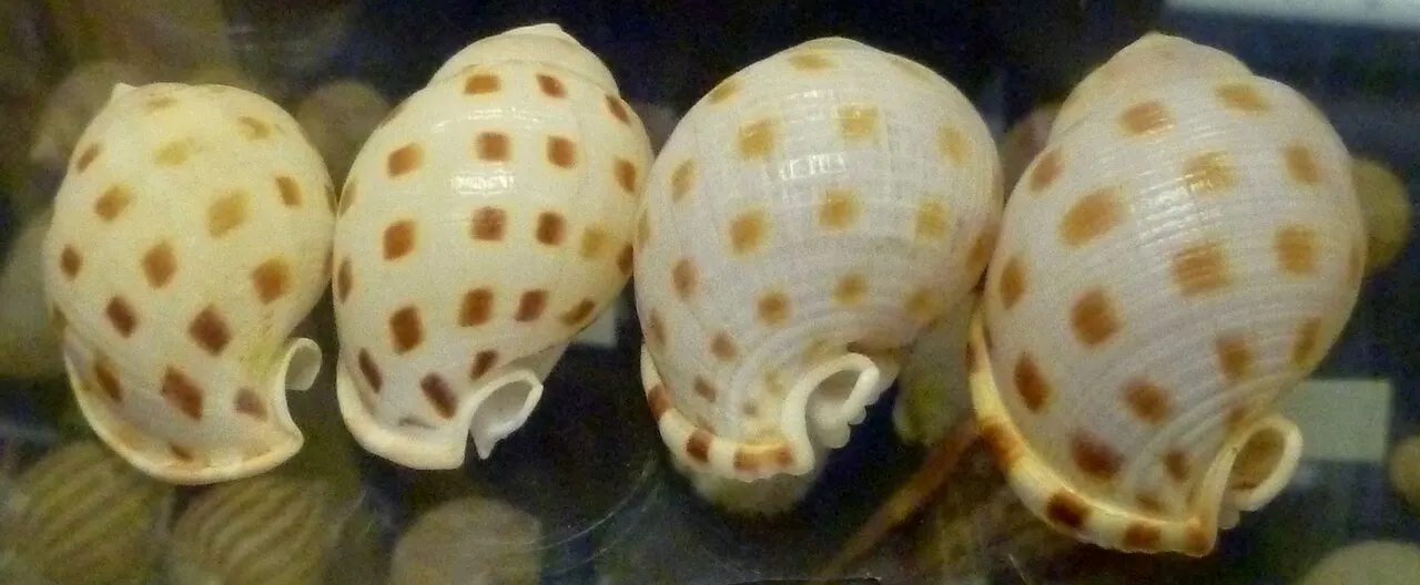 Quatre coquillages tachetés présentés au Muséum du Coquillage